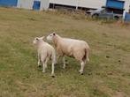 Ooi met ooilam, Dieren en Toebehoren, Schapen, Geiten en Varkens