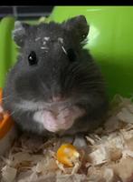 Hamster, Animaux & Accessoires, Rongeurs, Domestique, Hamster