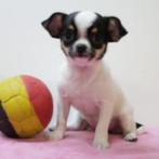 Chihuahua - puppy's geboren in België, België, Handelaar, CDV (hondenziekte), 8 tot 15 weken