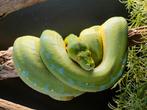 Morelia Azurea Pulcher ,met terarium, Dieren en Toebehoren, Met terrarium