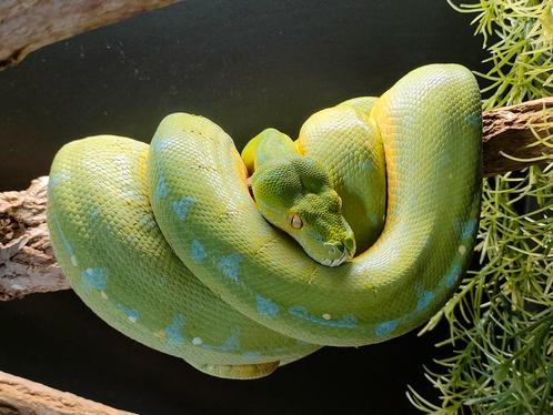 Morelia Azurea Pulcher ,met terarium, Dieren en Toebehoren, Reptielen en Amfibieën, Met terrarium