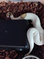 pythons ( naturaria fair antwerpen ) 28/4, Dieren en Toebehoren, Slang, 0 tot 2 jaar