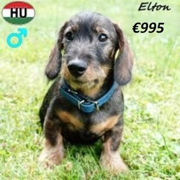 Teckel Elton, Nelson, Wilson & Anton - Ruwharige pups beschikbaar voor biedingen