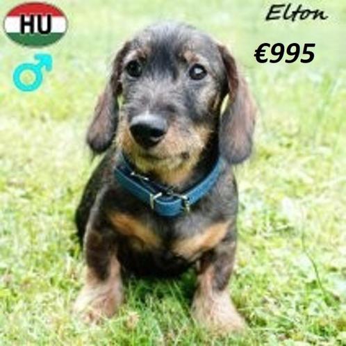 Teckel Elton, Nelson, Wilson & Anton - Ruwharige pups, Dieren en Toebehoren, Honden | Teckels en Dashonden, Reu, Ruwhaar, Handelaar