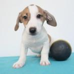 Jack Russell - Belgisch pups te koop, CDV (hondenziekte), 8 tot 15 weken, Meerdere dieren, België