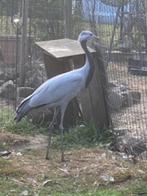 Jufferkraanvogel, man 2025, Mannelijk, Geringd