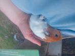 Cavia zeugje geboren op 19 september, Dieren en Toebehoren