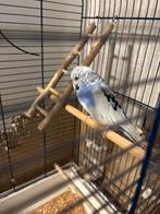 Papegaai met kooi, Dieren en Toebehoren, Ophalen