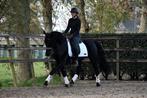 ## Super knappe en stoere murgese ruin ##, Dieren en Toebehoren, Paarden, B, Ruin, Dressuurpaard, Gechipt