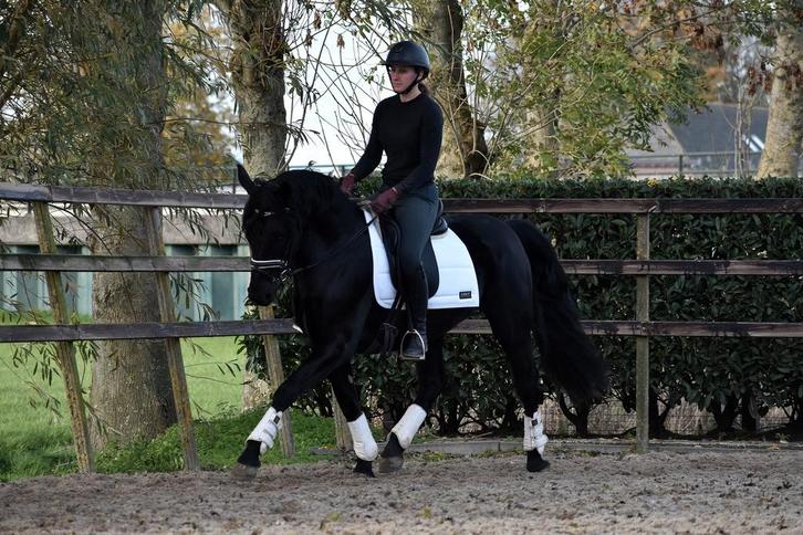 ## Super knappe en stoere murgese ruin ##, Dieren en Toebehoren, Paarden, Ruin, B, 160 tot 165 cm, 3 tot 6 jaar, Dressuurpaard