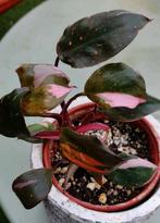 Philodendron pink princess, Huis en Inrichting, Ophalen of Verzenden