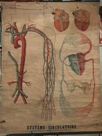 Planche scolaire - Système circulatoire - Gaston BONNIER, Enlèvement, Nature et Biologie