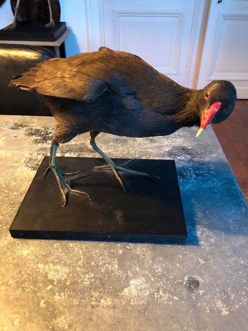 TAXIDERMIE TAXIDERMY OPGEZETTE WATERHOEN 2 STUKS, Verzamelen, Dierenverzamelingen, Zo goed als nieuw, Opgezet dier, Vogel, Ophalen of Verzenden