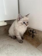 Neva Masquerade siberische (Hypoallergene), Poes, Gechipt, 0 tot 2 jaar