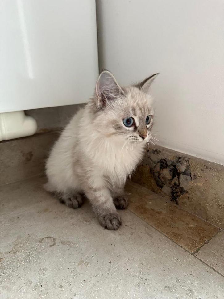 Neva Masquerade siberische (Hypoallergene), Dieren en Toebehoren, Katten en Kittens | Raskatten | Langhaar, Poes, 0 tot 2 jaar