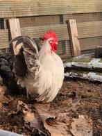 Chabo haantje. Doet zijn werk., Dieren en Toebehoren