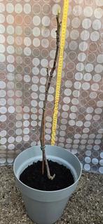 Figuier Ficus Carica, Figuier, En pot, Plein soleil, Moins de 100 cm