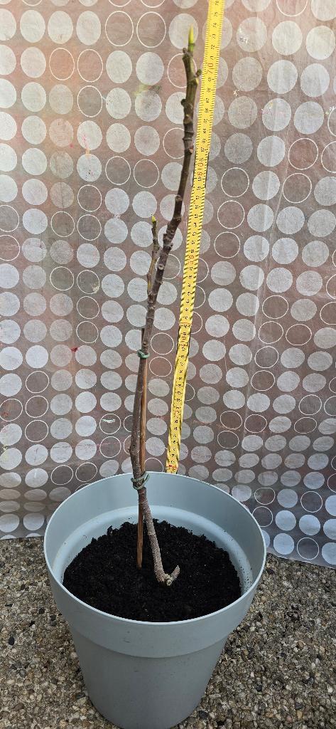Vijgenboom Ficus Carica, Tuin en Terras, Planten | Fruitbomen, Vijgenboom, Minder dan 100 cm, Volle zon, Herfst, In pot, Ophalen