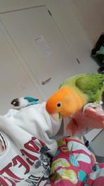 Koppel dwerg papegaaien (argaponis), Animaux & Accessoires, Oiseaux | Perruches & Perroquets, Domestique