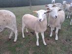 Easy care lammeren 2025, Dieren en Toebehoren, Schapen, Geiten en Varkens, Meerdere dieren, Schaap, 0 tot 2 jaar