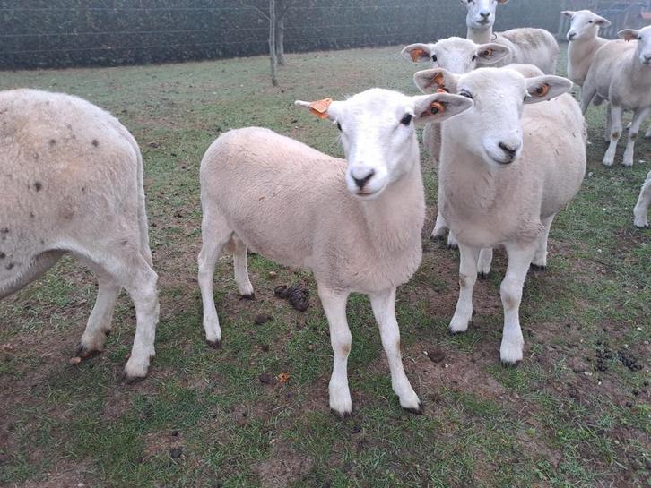 Easy care lammeren 2025, Dieren en Toebehoren, Schapen, Geiten en Varkens, Schaap, Meerdere dieren, 0 tot 2 jaar