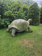 Aldabra reuze schildpad, Dieren en Toebehoren, Reptielen en Amfibieën, Schildpad, 11 jaar of ouder