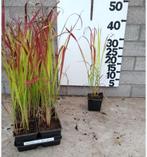 Bloedgras P9, Tuin en Terras, Ophalen