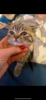 Britse kortharigen kittens, Meerdere dieren, Gechipt, 0 tot 2 jaar