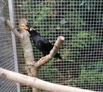 Middelste beo 2025, Dieren en Toebehoren, Geringd