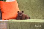 Prachtig Chocolat Pomchi reutje, Dieren en Toebehoren, Honden | Niet-rashonden, België, CDV (hondenziekte), 8 tot 15 weken, Meerdere