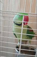 Alexander parkiet geslacht onbekend, Animaux & Accessoires, Oiseaux | Perruches & Perroquets