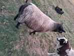 3 jaarse ooi, Dieren en Toebehoren, Schapen, Geiten en Varkens, Vrouwelijk, Schaap, 3 tot 5 jaar