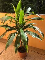 twee Dracaena Fragans planten van ongeveer 110 cm hoog, Huis en Inrichting, Kamerplanten, Ophalen