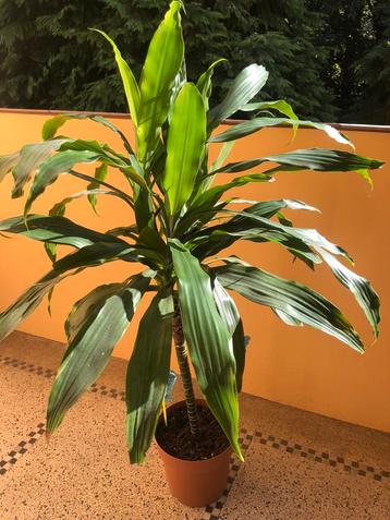 deux plants de Dracaena Fragans d'environ 110 cm de haut beschikbaar voor biedingen