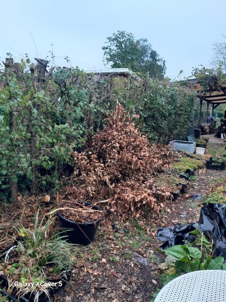 snoeihout  en snoeiafval GRATIS, Tuin en Terras, Planten | Bomen, Overige soorten, Ophalen