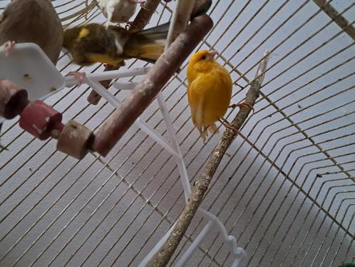 koppel kanaries en koppel kakaraki's, Dieren en Toebehoren, Vogels | Kanaries, Kleurkanarie, Meerdere dieren