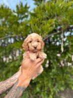 Mooie cockapoo pups, Dieren en Toebehoren, België, Overige rassen, CDV (hondenziekte), 8 tot 15 weken