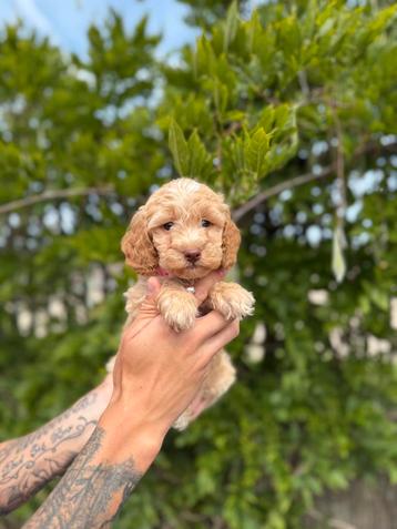 Mooie cockapoo pups beschikbaar voor biedingen
