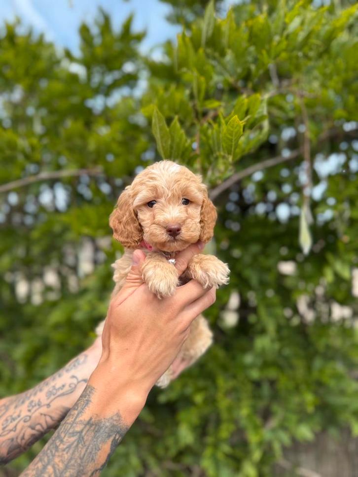 Mooie cockapoo pups, Dieren en Toebehoren, Honden | Chihuahua's en Gezelschapshonden, Meerdere dieren, Overige rassen, Fokker | Professioneel