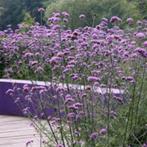 25 verbena boniarensis in POT   bloeien reeds ,vlinderplant, Tuin en Terras, Ophalen