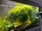 mooi aqarium garnaaltjes  drijfplantjes, Dieren en Toebehoren, Vissen | Aquariumvissen, Kreeft, Krab of Garnaal, Zoetwatervis