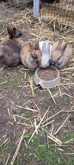 Konijntjes, Dieren en Toebehoren, Geslacht onbekend, Klein, 0 tot 2 jaar