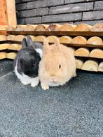 Koppeltje kleurdwergjes