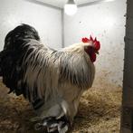 Cochin Bantam White Columbia, Animaux & Accessoires, Volatiles