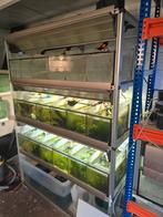 Aquarium toren + 5 losse Aquariums + vissen en garnalen, Dieren en Toebehoren, Ophalen, Gebruikt, Overige typen