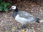 Brandgans / ganzen, Vrouwelijk, Gans of Zwaan