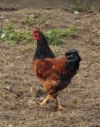 Wyandotte haan, Dieren en Toebehoren, Mannelijk, Kip