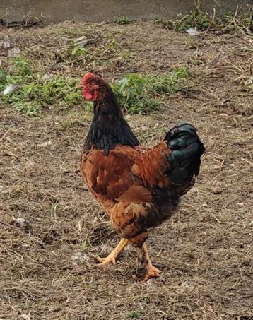Wyandotte haan  beschikbaar voor biedingen