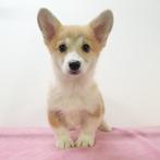 Welsh Corgi - pups te koop, Dieren en Toebehoren, Honden | Herdershonden en Veedrijvers, 15 weken tot 1 jaar, Buitenland, CDV (hondenziekte)