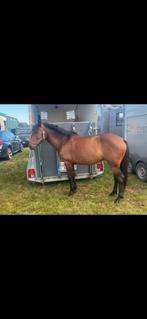 D pony, Dieren en Toebehoren, Pony's